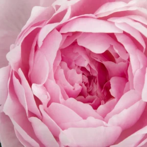 Close-up of a delicate pink peony flower in full bloom.
