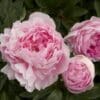 Delicate pink peonies in full bloom with lush green leaves.
