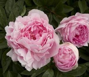 Close-up of ruffled pink peony blossoms