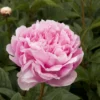 A close-up of a blooming pink peony flower in a garden.