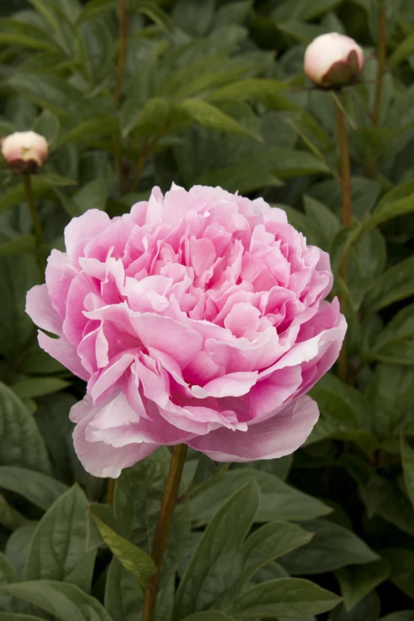 A close-up of a blooming pink peony flower in a garden.