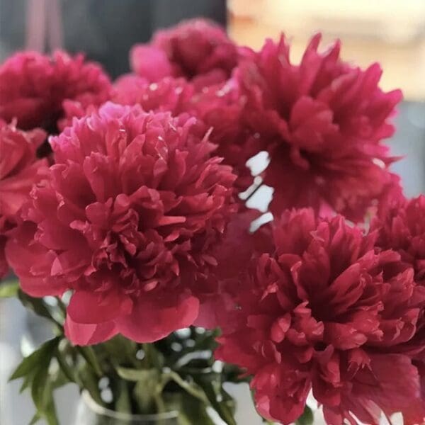 Bright pink peonies in full bloom with lush green leaves.