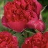 Close-up of vibrant red peony flowers and buds.
