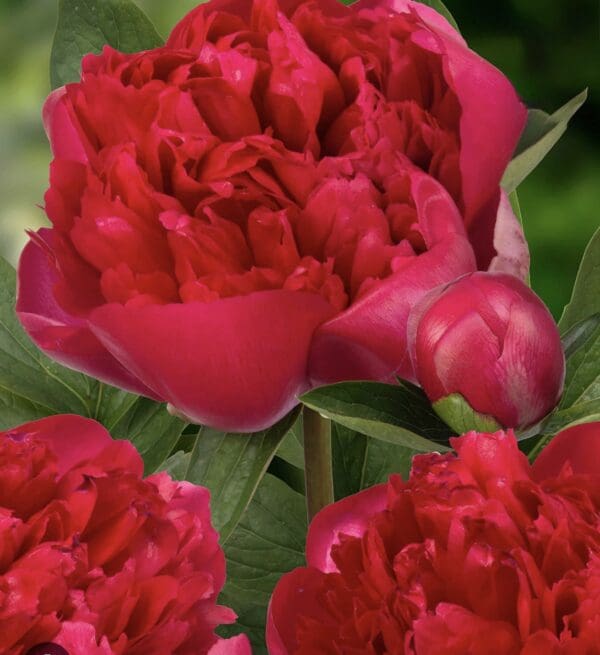 Close-up of vibrant red peony flowers and buds.