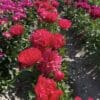 Bright red peony flowers blooming in a garden bed.