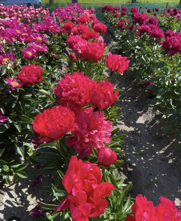 Bright red peony flowers blooming in a garden bed.