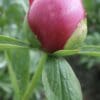 Close-up of a pink flower bud with green leaves.