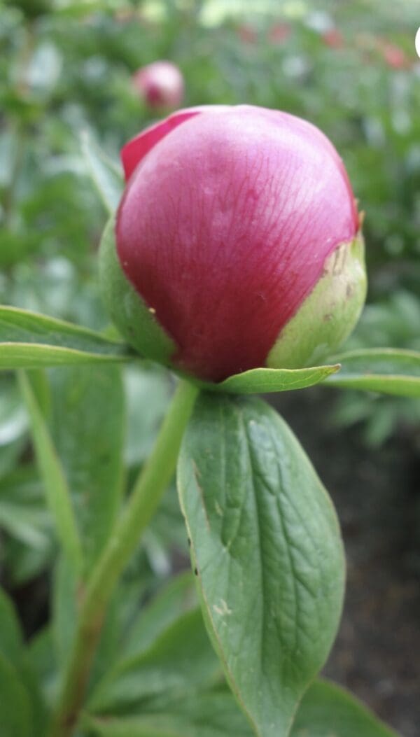 Close-up of a pink flower bud with green leaves.