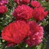 Vibrant red peonies blooming in a green garden.