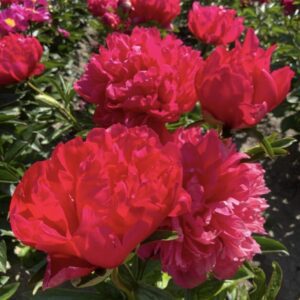 Vibrant red peonies blooming in a green garden.