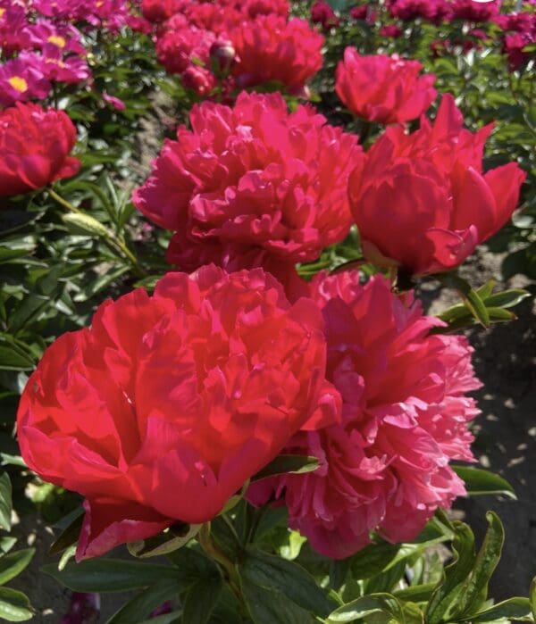 Vibrant red peonies blooming in a green garden.