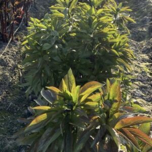 Young plants growing in a sunny garden bed.