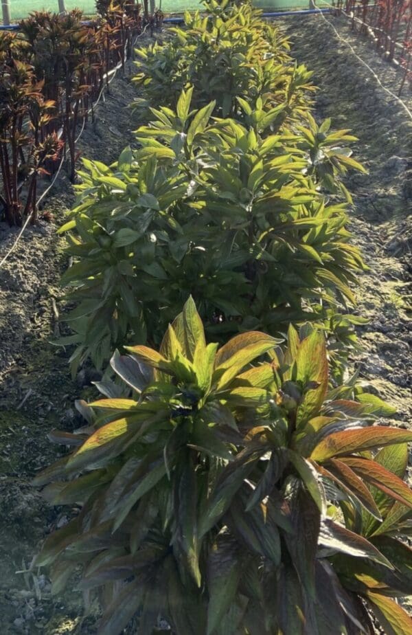 Young plants growing in a sunny garden bed.