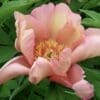 Delicate pink peony flower in bloom with green leaves.