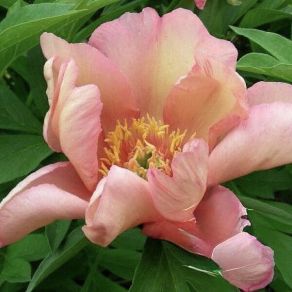 Delicate pink peony flower in bloom with green leaves.