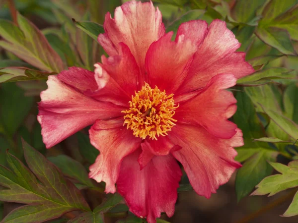 A vibrant red and orange flower with yellow center.