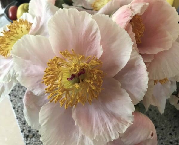 Close-up of a pale pink flower with yellow stamens.