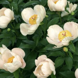 Cluster of pale pink peony flowers with lush green leaves.