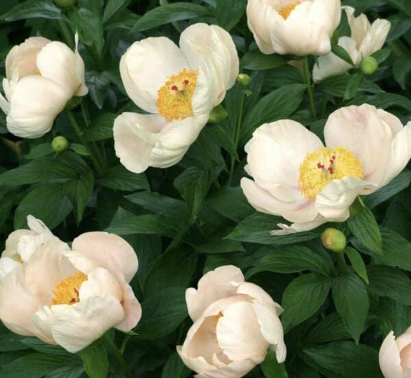 Cluster of pale pink peony flowers with lush green leaves.