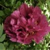 Close-up of a vibrant pink peony flower in full bloom.