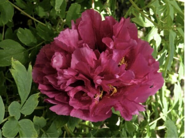 Close-up of a vibrant pink peony flower in full bloom.