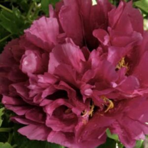 Close-up of vibrant pink peony flowers in full bloom.