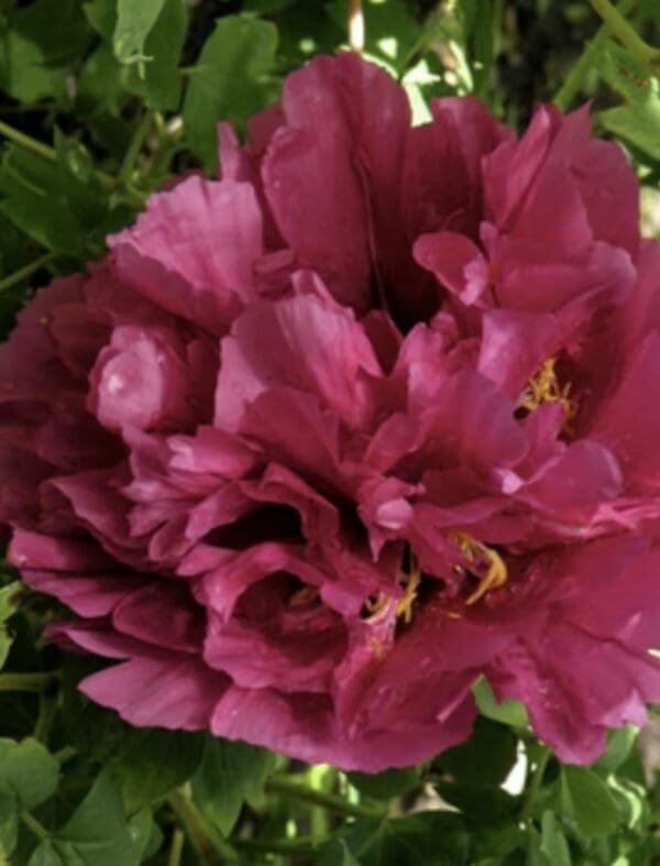 Close-up of vibrant pink peony flowers in full bloom.