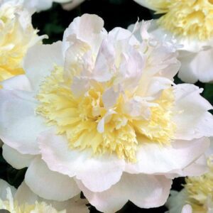 Close-up of a delicate white and pale yellow flower in bloom.