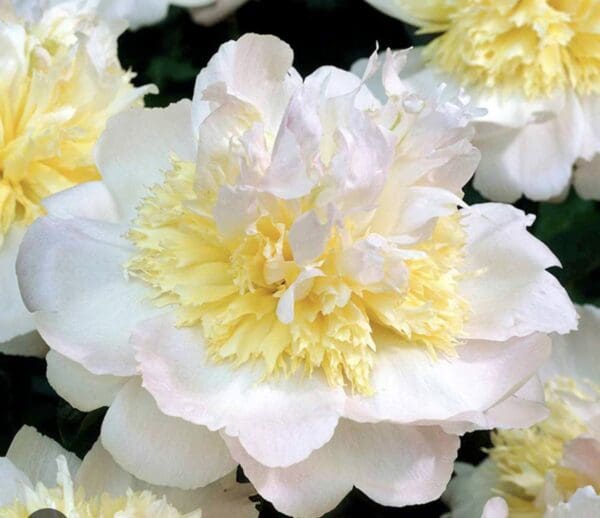 Close-up of a delicate white and pale yellow flower in bloom.