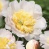 Close-up of a white and pale yellow peony flower in bloom.