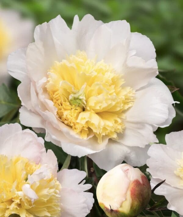 Close-up of a white and pale yellow peony flower in bloom.