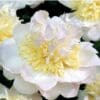 Close-up of a delicate white and yellow peony flower in bloom.