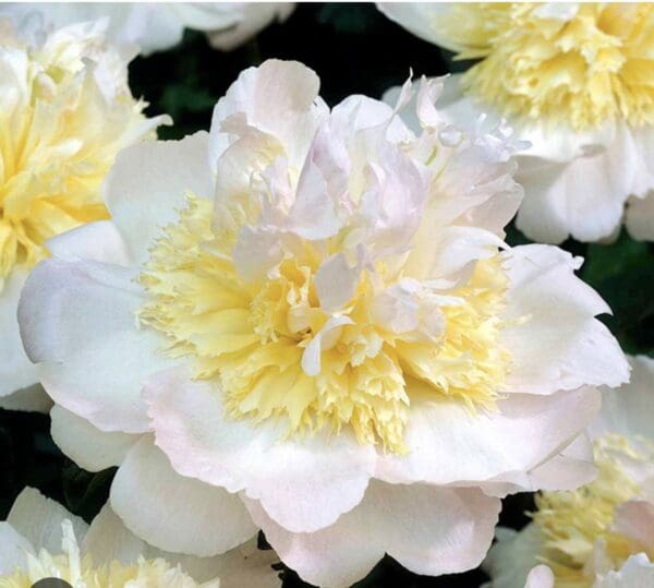 Close-up of a delicate white and yellow peony flower in bloom.