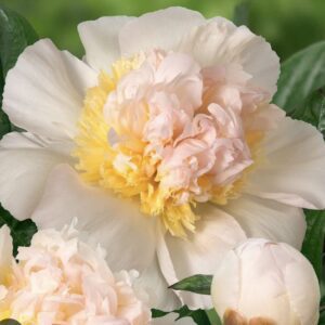 Close-up of delicate white and pale pink peony flowers in bloom.
