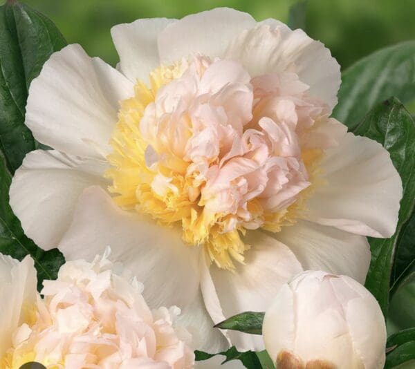 Close-up of delicate white and pale pink peony flowers in bloom.