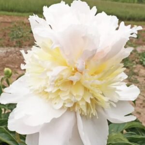 Large creamy white peony with yellow ruffled center