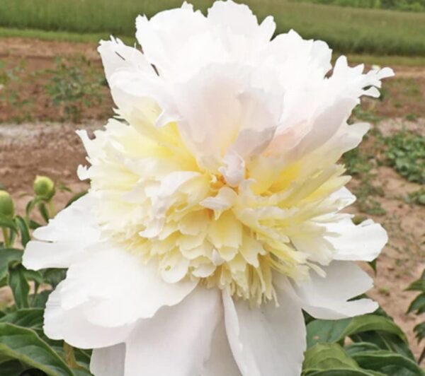 Large creamy white peony with yellow ruffled center