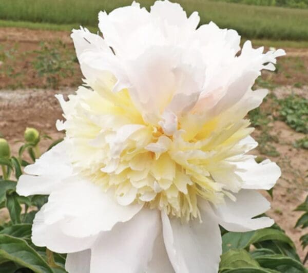 Close-up of a white and pale yellow peony flower in bloom.