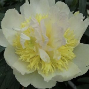 Close-up of a pale yellow and white flower with delicate petals.
