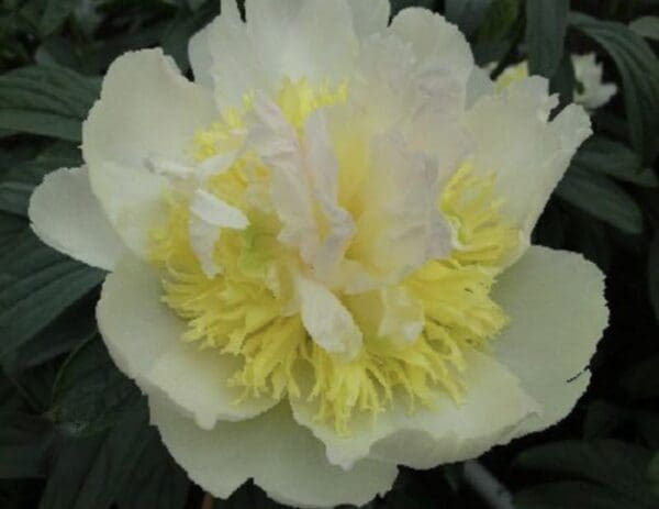 Close-up of a pale yellow and white flower with delicate petals.
