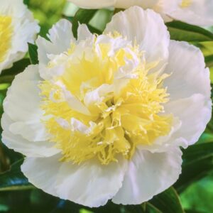 A white and pale yellow peony flower in bloom.