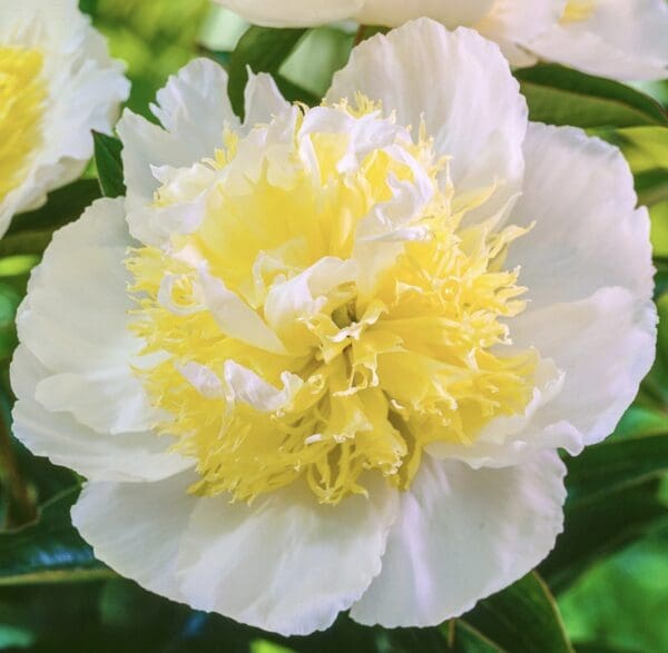A white and pale yellow peony flower in bloom.