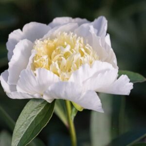 A white peony flower with soft petals and a pale yellow center.