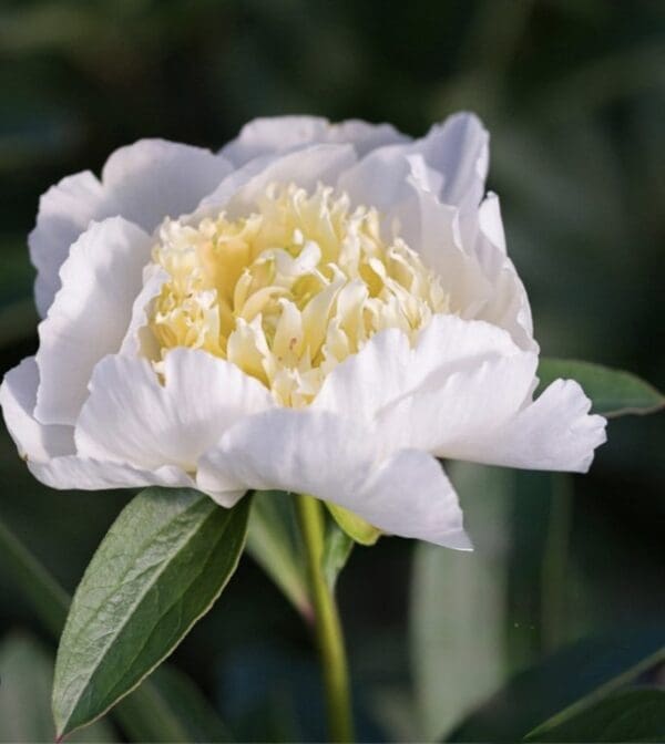 A white peony flower with soft petals and a pale yellow center.