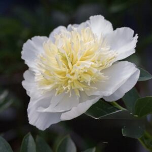 Single white peony with buttery yellow center