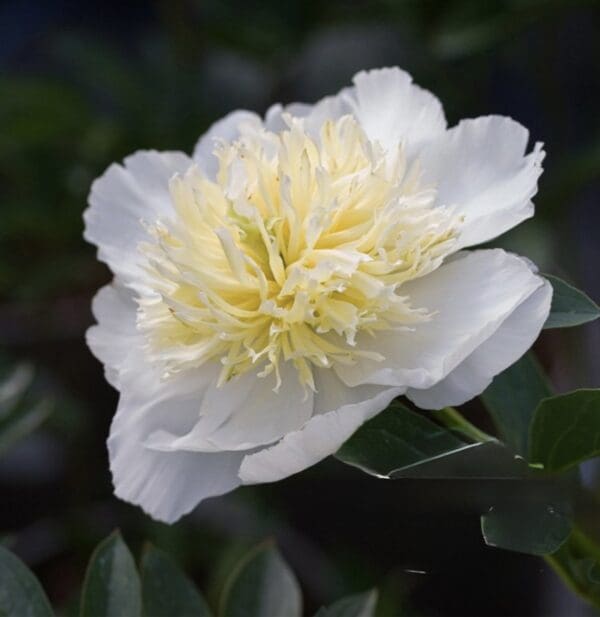 Close-up of a white and pale yellow peony flower in bloom.