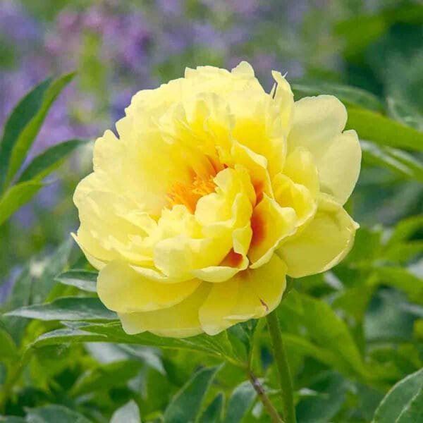 A vibrant yellow peony flower in full bloom with green leaves.