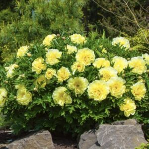 A vibrant bush of yellow roses blooming outdoors.
