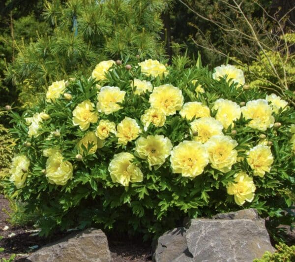 A vibrant bush of yellow roses blooming outdoors.