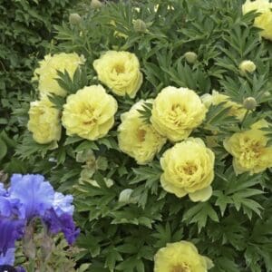 Yellow roses blooming with purple flowers in a garden.